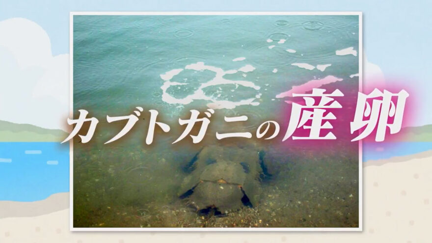 カブトガニ産卵観察会