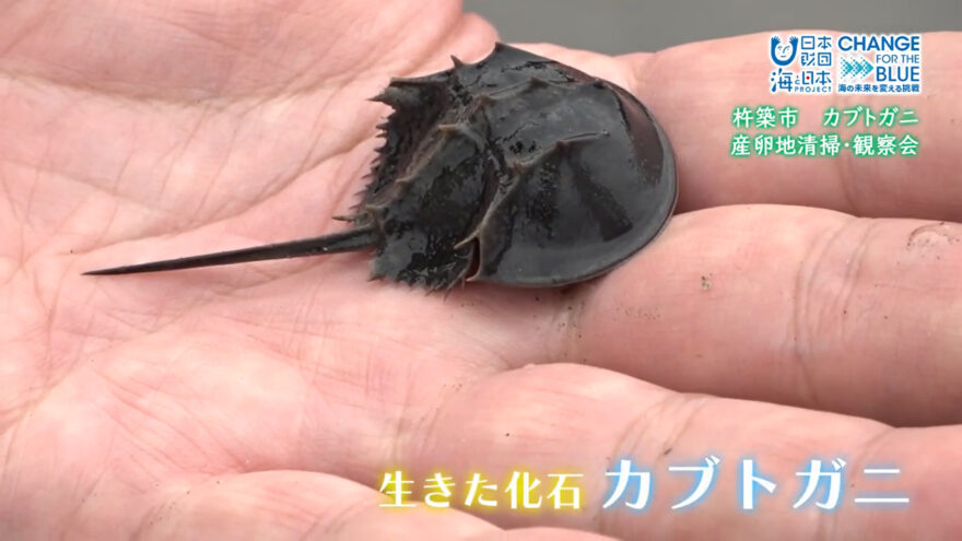 生きる化石「カブトガニ」の産卵地清掃と観察会