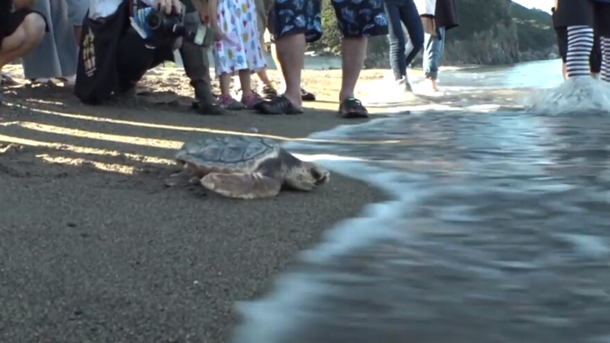 保護された3頭のアオウミガメ、大海原に帰る