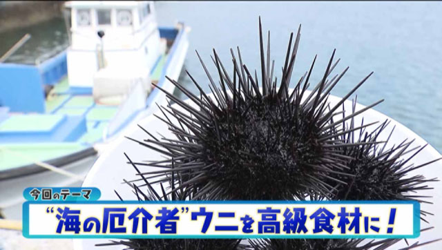 海の厄介者 ウニ を高級食材に 大分うにファーム の挑戦 海と日本project In 大分県